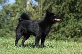 SCHIPPERKE 702